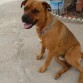 Tayson mi bullboxer